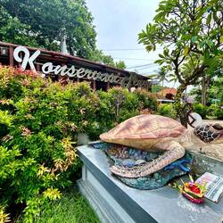 verletzte Turtles werden aufgenommen und versorgt, Babys werden wieder ausgesetzt