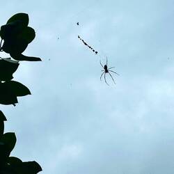 Ziemlich groß, aber ungefährlich