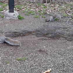 Mont Royal Squirrels