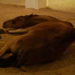 Kamel am boden festgebunden