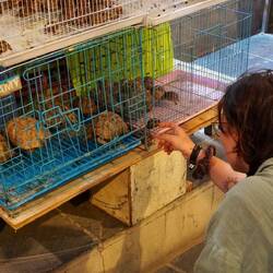 Ganz arme Schildkröten 🥺