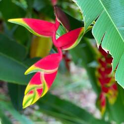 Eine Heliconia rostrata, oder lustiger: ein hängender Hummer