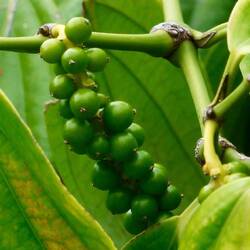 Einzige Pfefferplantage in den USA