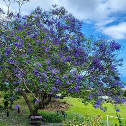 Ein wunderschöner Jakaranda Baum - das blaue Wunder des Palisander
