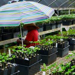Züchtung von neuen Kaffeepflanzen