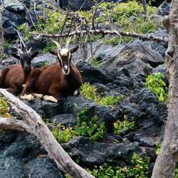 Ziegen gibt es überall