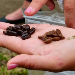 Verschiedene Röstungen - French Dark Roast (links) bis Mild (rechts)