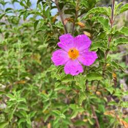 Cistrosen kann man hier finden