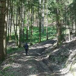 Ich liebe diese Laubwälder