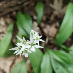 Blühender Bärlauch