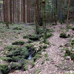 Gegen Ende ein schöner Singletrail neben einem kleinen Bach!
