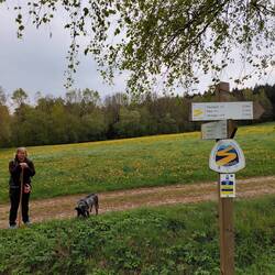 Wunderschöne Löwenzahnwiesen!