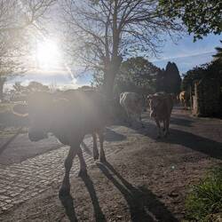 Sat eating my cheese and all of a sudden I had a herd on me, had to lift feet out of hoof way