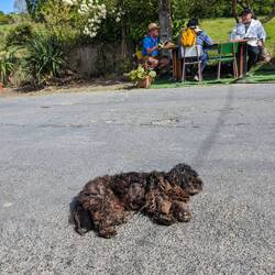 I honestly thought this was a pile of mud at first