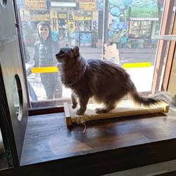 Cat Cafe