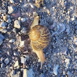 Weird sighting of a Snail crossing a gravel road