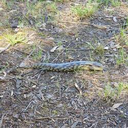 Blue Tongue Lizard