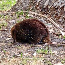 Eckles the Echidna