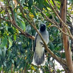 Black-faced Cookooshrike