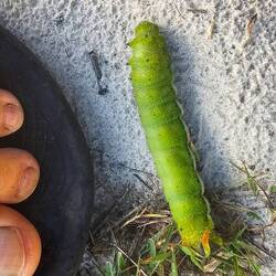 Green Caterpillar