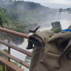 Neben affen und Nasenbären gibt es tausende Schmetterlinge, die einen begleiten :)