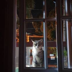 Und diese creepy cat lasst uns nicht allein 😀