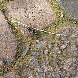 Auch andere Mitglieder des Ökosystems sehen gefährlich aus!