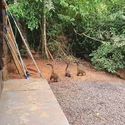 An dem Rastplatz kommen auf einmal einige Affen und Nasenbären vorbeispaziert :).