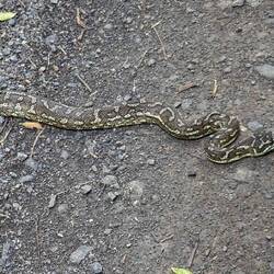 Holidaying Queensland Carpet Python