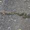 Holidaying Queensland Carpet Python