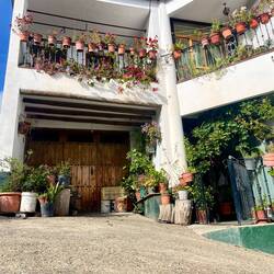 ..Schornsteinen obendrauf, dazwischen viele Pflanzen..