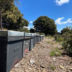 Besonders geschäftig zeigen sich die Bienen, was von..