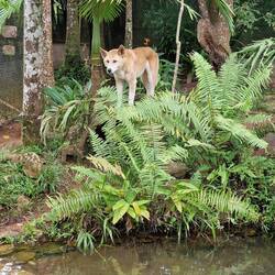 in diesem kleinen Zoo, mitten im Regenwald wunderschöne wilde Dingos...... und.....