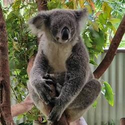 und noch ein lächelnder, süss schlafender Koala..