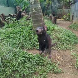 gewundriger Tasmanischer Teufel, seine Ohren verfärben sich rot, bei Aufregung