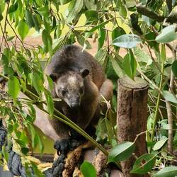 ohh...noch nie gehört oder gesehen...Baumkänguru...