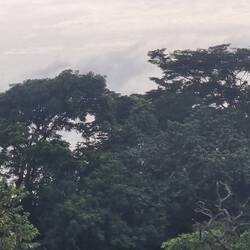 Irgendwie wird der Busch afrikanischer