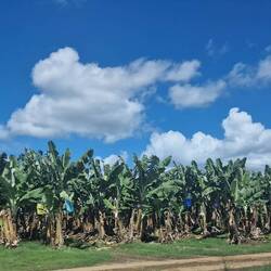 Bananenplantagen, schön anzusehen