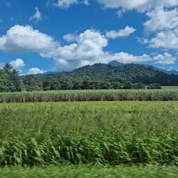 Zuckerrohr wird besonders in tropischen Regionen angebaut...