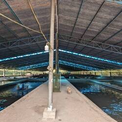 Sturgeon farm