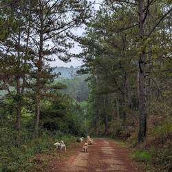 Our pack