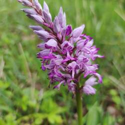 Helmknabenkraut