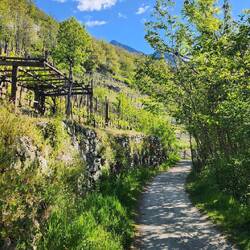 One of many vineyards