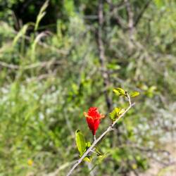 Die Blüte des Granatapfels holt mich aber wieder zurück in die Region Granada.