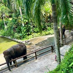 nebenan gab es ein elephant mud fun ... leider kanen die Tiere vom benachbarten Zoo