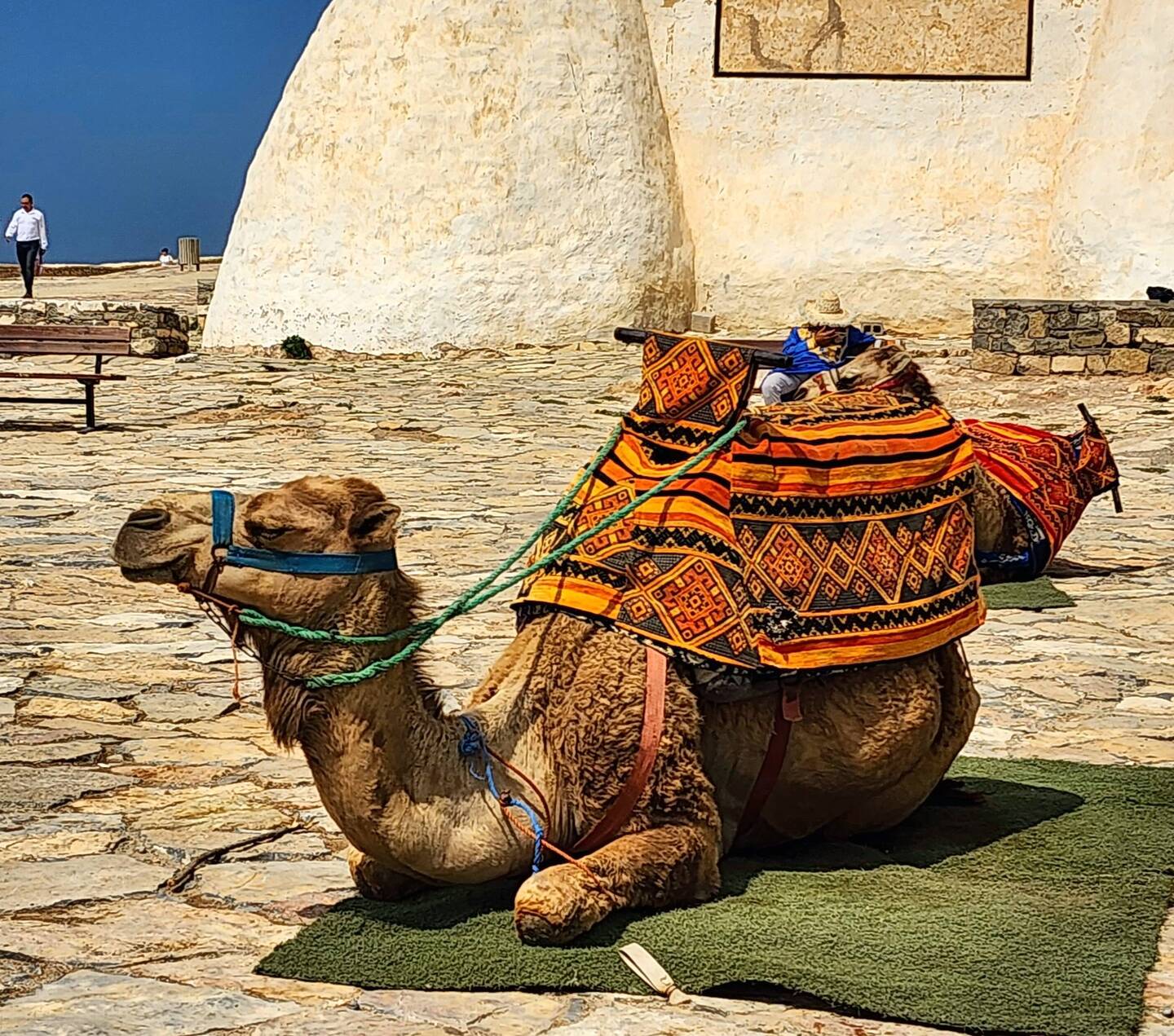 Chillin camel