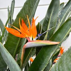 Bird of paradise