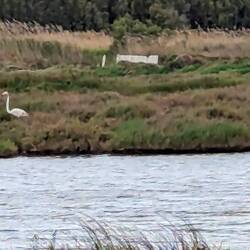 Plenty of flamingos around these parts