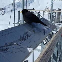 Chuffy chough (alpine, I am reliably informed) at 11,400'