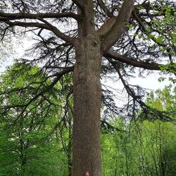 Un albero gigantesco